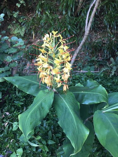 Hedychium gardnerianum (Kahili ginger) (alternate view 5)