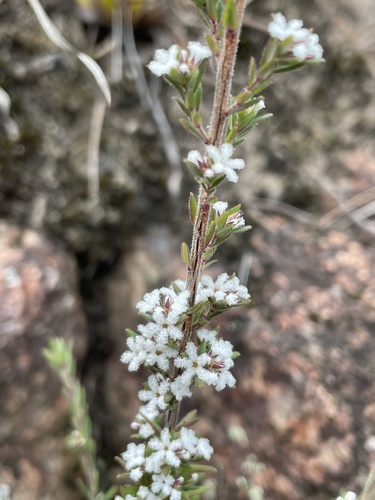 Leucopogon microphyllus (Small-leafed White Beard) (alternate view 4)