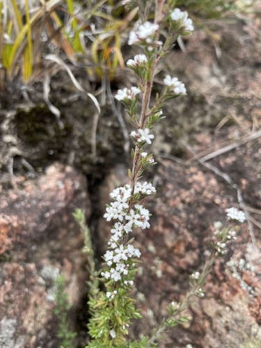 Leucopogon microphyllus (Small-leafed White Beard) (alternate view 5)