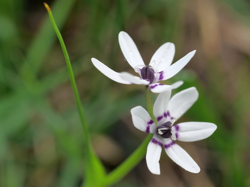 Wurmbea dioica (Early Nancy) (alternate view 9)