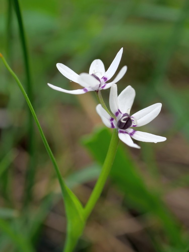 Wurmbea dioica (Early Nancy) (alternate view 10)