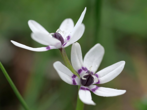 Wurmbea dioica (Early Nancy) (alternate view 8)