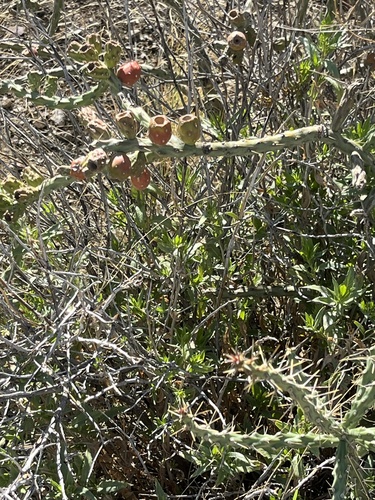 Cylindropuntia acanthocarpa (Buckhorn Cholla) (alternate view 5)