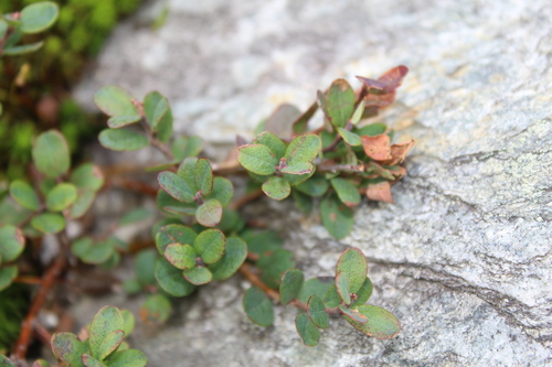 Vaccinium uliginosum (bog bilberry)