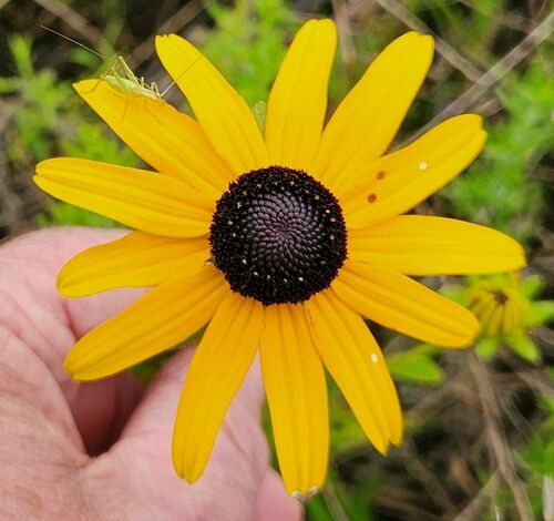 Rudbeckia fulgida (Black-eyed Susan) (alternate view 5)