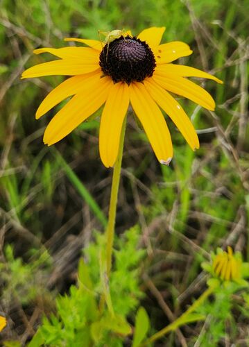 Rudbeckia fulgida (Black-eyed Susan) (alternate view 4)