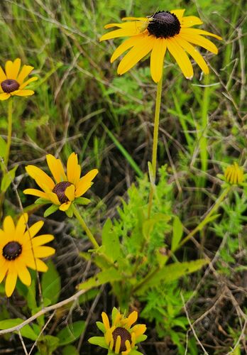Rudbeckia fulgida (Black-eyed Susan) (alternate view 3)
