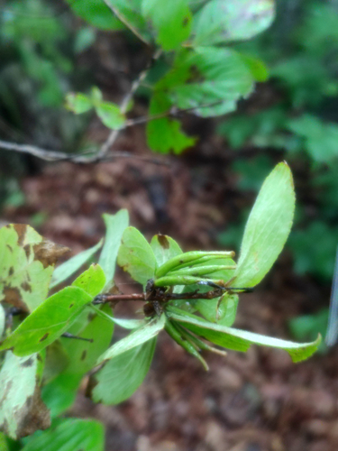 Weigela florida (weigela) (alternate view 5)