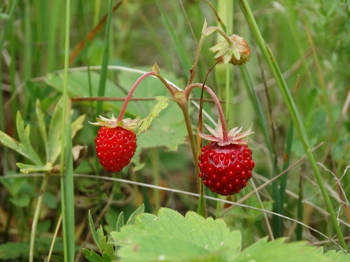 Fragaria vesca (Woodland Strawberry) (alternate view 5)