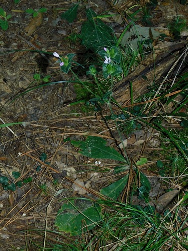 Elephantopus tomentosus (common elephant's-foot) (alternate view 4)
