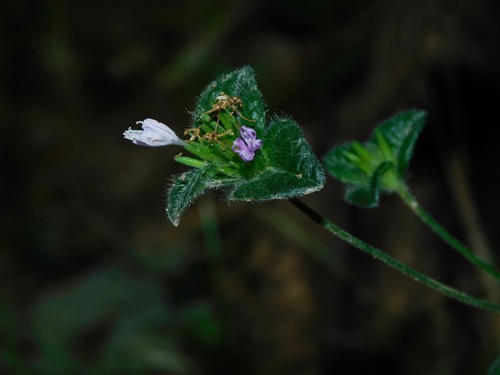Elephantopus tomentosus (common elephant's-foot) (alternate view 5)
