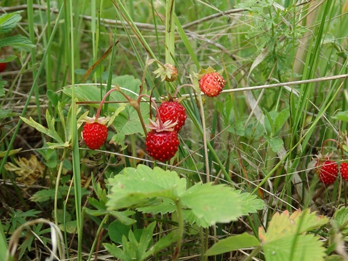 Fragaria vesca (Woodland Strawberry) (alternate view 6)
