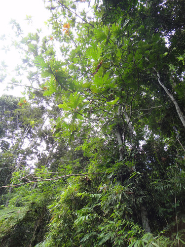 Artocarpus (alternate view 6)
