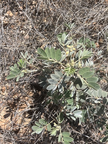Senna lindheimeriana (Lindheimer's Senna) (alternate view 3)