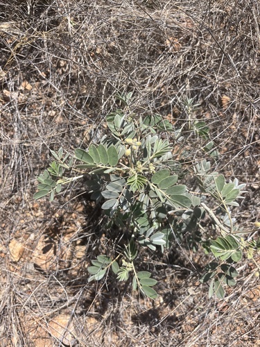 Senna lindheimeriana (Lindheimer's Senna) (alternate view 4)