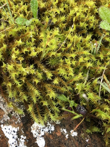 Triquetrella papillata (alternate view 5)