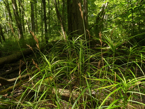 Carex muskingumensis (Palm Sedge)