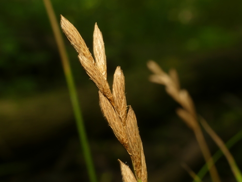 Carex muskingumensis (Palm Sedge)