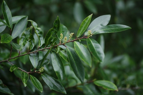 Prunus caroliniana (Carolina laurelcherry) (alternate view 6)