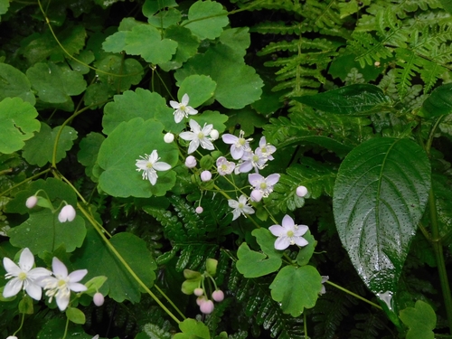 Thalictrum (meadow-rues)