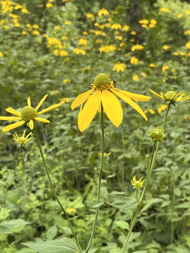 Rudbeckia laciniata (cutleaf coneflower)