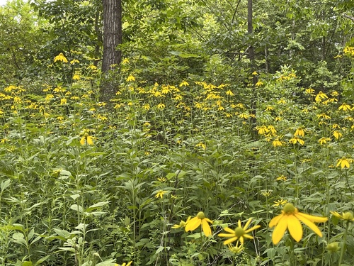 Rudbeckia laciniata (cutleaf coneflower)