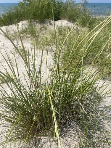 Calamagrostis breviligulata (American marram grass) (alternate view 2)