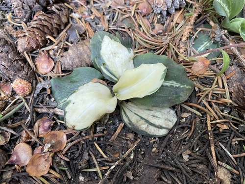 Goodyera oblongifolia (Rattlesnake Plantain) (alternate view 2)