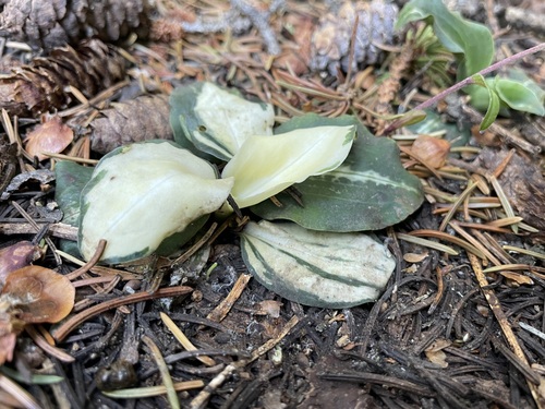 Goodyera oblongifolia (Rattlesnake Plantain) (alternate view 3)