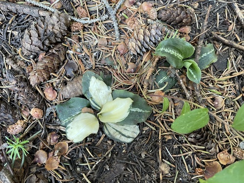 Goodyera oblongifolia (Rattlesnake Plantain) (alternate view 4)