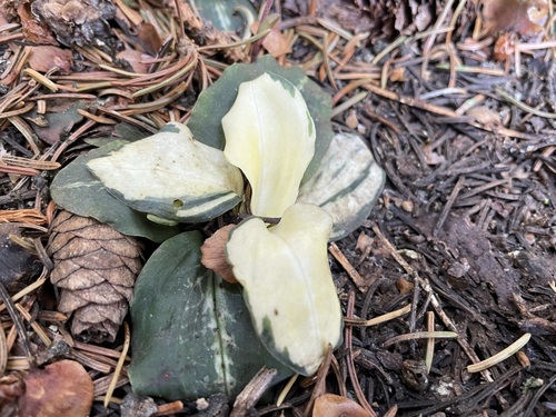 Goodyera oblongifolia (Rattlesnake Plantain) (alternate view 5)