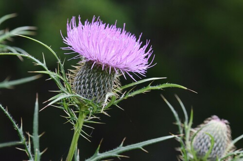 Cirsium discolor (field thistle) (alternate view 3)