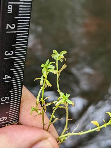 Callitriche (Water Starworts) (alternate view 4)