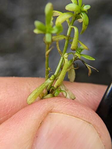 Callitriche (Water Starworts) (alternate view 5)