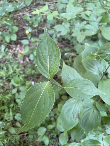 Cornus kousa (kousa dogwood) (alternate view 5)