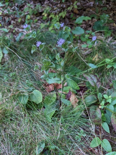 Elephantopus tomentosus (common elephant's-foot)
