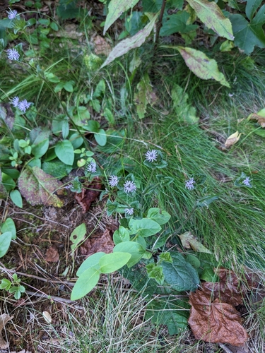 Elephantopus tomentosus (common elephant's-foot) (alternate view 2)