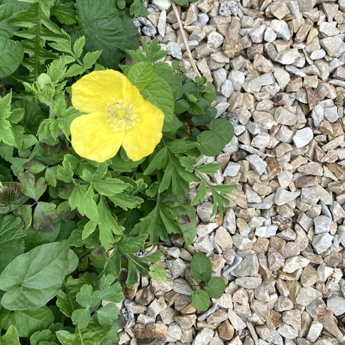 Papaver cambricum (welsh poppy) (alternate view 4)