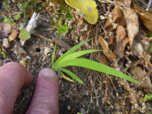 Libertia chilensis (alternate view 3)
