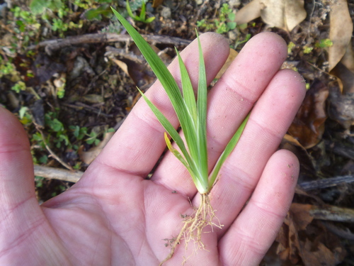 Libertia chilensis (alternate view 4)