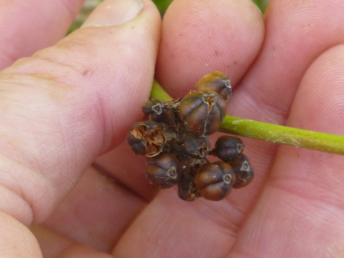 Libertia chilensis (alternate view 5)