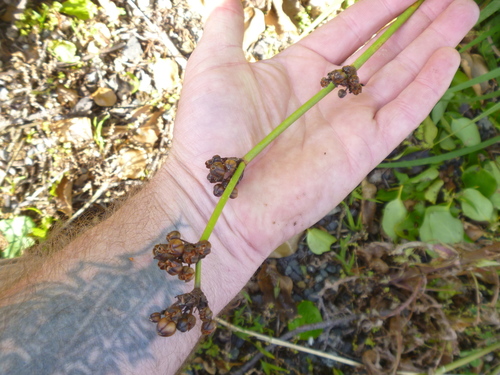 Libertia chilensis (alternate view 6)