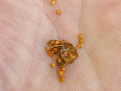 Libertia chilensis (alternate view 7)