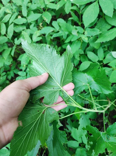 Ribes nigrum (Blackcurrant)