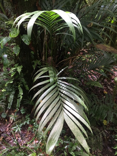 Chamaedorea cataractarum (Cat Palm)
