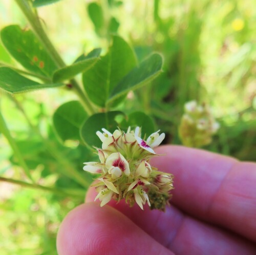 Lespedeza hirta (hairy lespedeza) (alternate view 8)