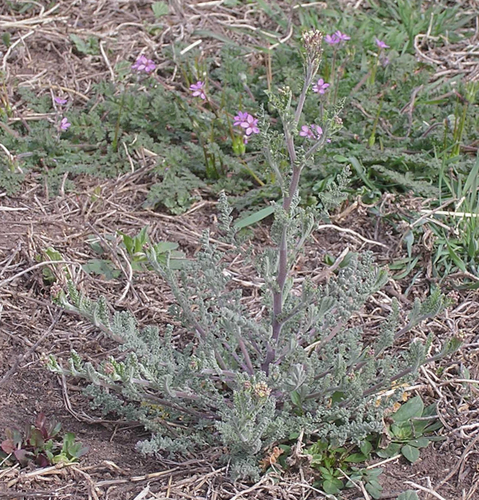 Descurainia pinnata (Western Tansymustard) (alternate view 2)