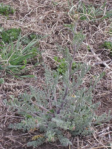 Descurainia pinnata (Western Tansymustard)
