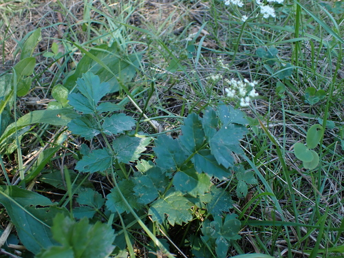 Pimpinella saxifraga (Burnet-saxifrage)