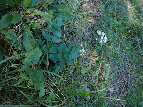 Pimpinella saxifraga (Burnet-saxifrage)